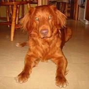 Nova scotia duck tolling retriever Troy