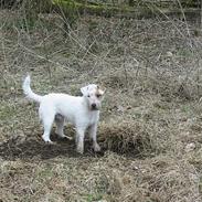 Parson russell terrier Idéfix