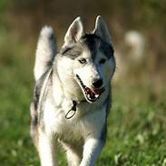 Siberian husky Jazzy