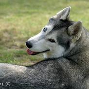 Siberian husky Jazzy