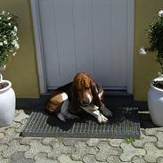 Basset hound Snubbi, født Albert