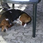 Basset hound Snubbi, født Albert