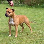 Amerikansk staffordshire terrier Battle of evermore