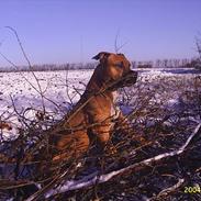 Amerikansk staffordshire terrier Battle of evermore