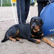 Rottweiler King