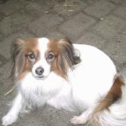 Papillon Gismo