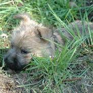 Cairn terrier Zeus