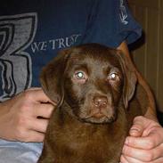 Labrador retriever Corra