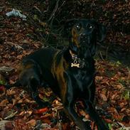 Labrador retriever Tulle