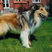 Collie langhåret Lassie