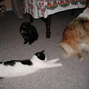 Collie langhåret Lassie