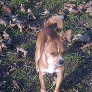 Chihuahua bøf!!!!!!!!!