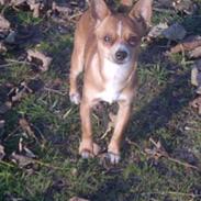 Chihuahua bøf!!!!!!!!!