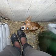 Chihuahua bøf!!!!!!!!!