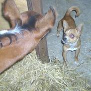 Chihuahua bøf!!!!!!!!!