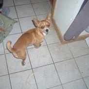 Chihuahua bøf!!!!!!!!!