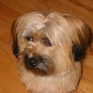 Tibetansk terrier Fifi