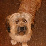 Tibetansk terrier Fifi