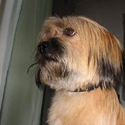 Tibetansk terrier Fifi