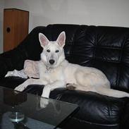 Hvid schæfer Cherie