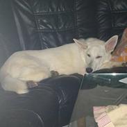 Hvid schæfer Cherie