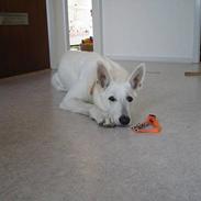 Hvid schæfer Cherie