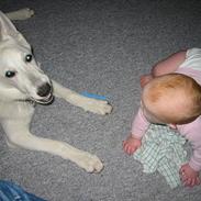 Hvid schæfer Cherie