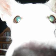 Hvid schæfer Cherie