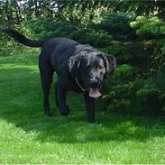Labrador retriever Zeus