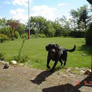 Labrador retriever Zeus