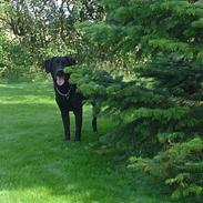 Labrador retriever Zeus