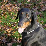 Dobermann Max