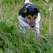 Dansk svensk gaardhund Molly