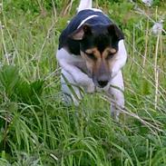 Dansk svensk gaardhund Molly