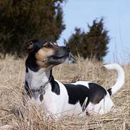 Dansk svensk gaardhund Molly