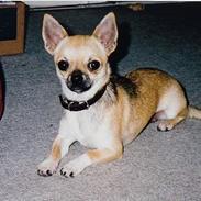 Chihuahua candy