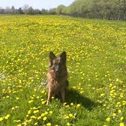 Schæferhund daisy