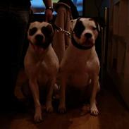 Amerikansk bulldog Obelix