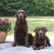 Labrador retriever Bine (fjante)