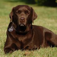 Labrador retriever Bine (fjante)