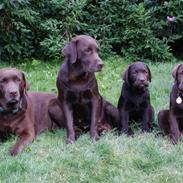 Labrador retriever Bine (fjante)