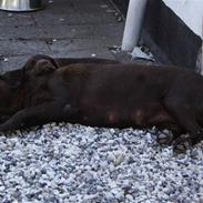 Labrador retriever Bine (fjante)