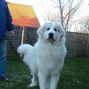 Pyreneerhund Simba