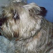 Cairn terrier Freja