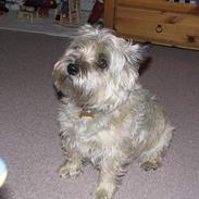Cairn terrier Freja