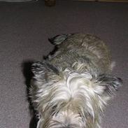 Cairn terrier Freja