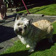 Cairn terrier Freja