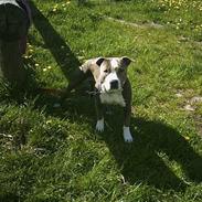 Amerikansk staffordshire terrier thais