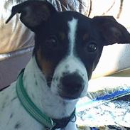 Dansk svensk gaardhund lasse