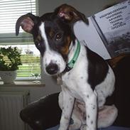 Dansk svensk gaardhund lasse